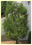 CAESALPINIA MEXICANA CAESALPINIA MEXICANA